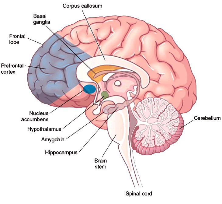 Brain